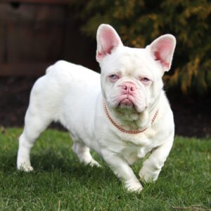 Polly – AKC's father, a French Bulldog