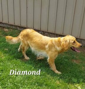 Dora – ACA's mother, a Golden Retriever