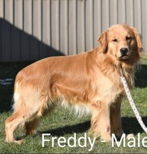 Dora – ACA's father, a Golden Retriever