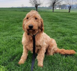 Messi – f1bb's mother, a Standard Goldendoodle