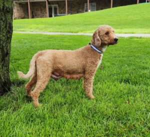 Ford – f1bb's mother, a Mini Goldendoodle
