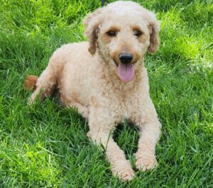 Hans – f1bb's mother, a Mini Goldendoodle