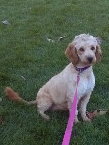 Quest – f1bb's mother, a Mini Goldendoodle