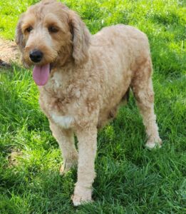 Blake's mother, a Mini Goldendoodle