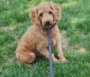 Duncan's mother, a Mini Goldendoodle