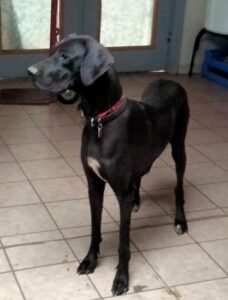 Trixie – AKC's mother, a Great Dane