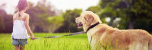 Finding the Perfect Fit: A Guide to Choosing the Right Dog Breed for Your Family 1 Finding the Perfect Fit: A Guide to Choosing the Right Dog Breed for Your Family 1