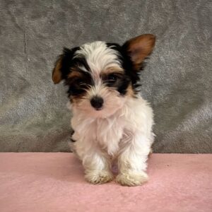 Breeds - Alt 3