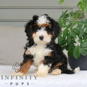 Breeds - Alt 3