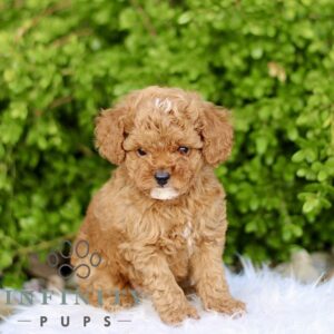 Breeds - Alt 3