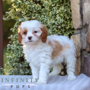 Breeds - Alt 15