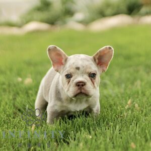 Breeds - Alt 19