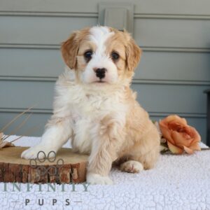 Breeds - Alt 16