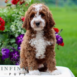 Breeds - Alt 22