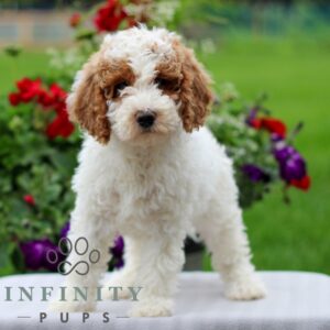 Breeds - Alt 23