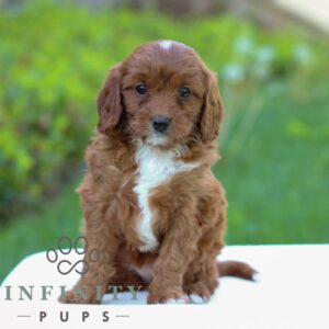 Breeds - Alt 25