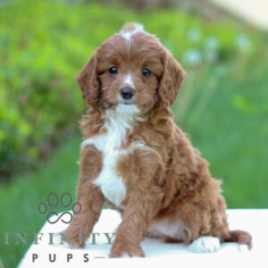 Breeds - Alt 29