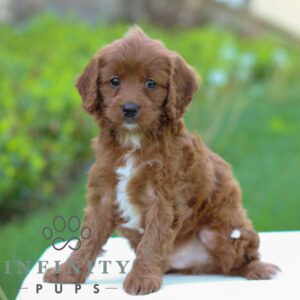 Breeds - Alt 10