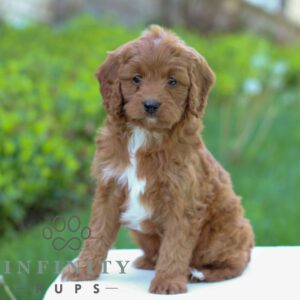 Breeds - Alt 16