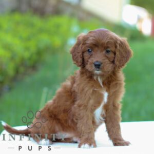 Breeds - Alt 13