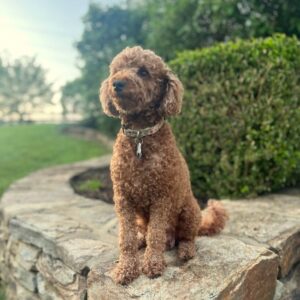 Opal's mother, a Mini Labradoodle