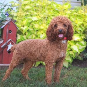 Ollie's father, a Mini Labradoodle