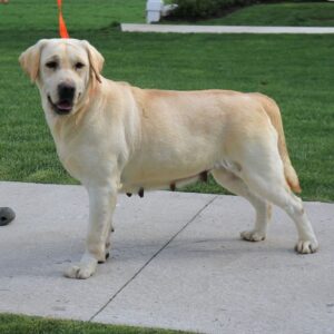 Lady – AKC's mother, a Yellow Labrador Retriever