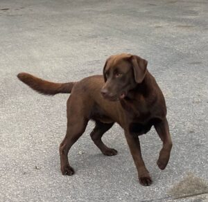 Lady – AKC's father, a Chocolate Labrador Retriever