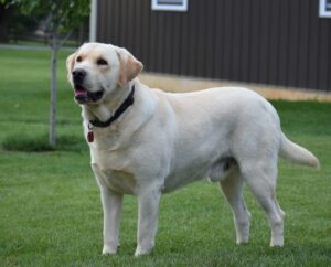 Zara – AKC's father, a Yellow Labrador Retriever