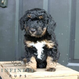 Breeds - Alt 26