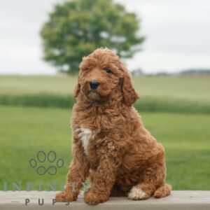 Breeds - Alt 22