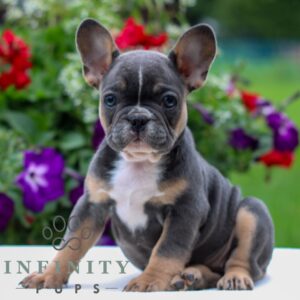 Breeds - Alt 16