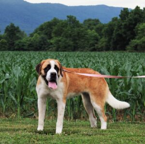 Tilly – Champion Bloodlines's mother, a Saint Bernard