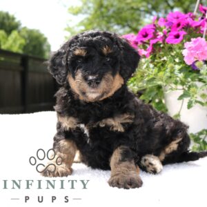 Breeds - Alt 19