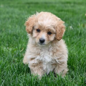 Breeds - Alt 20