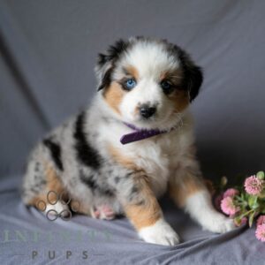 Breeds - Alt 23