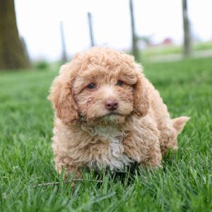 Breeds - Alt 3
