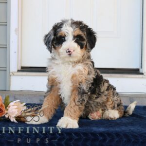 Breeds - Alt 21