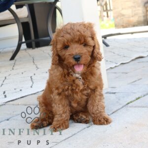 Breeds - Alt 10