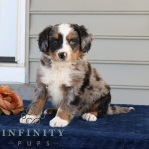 Breeds - Alt 10