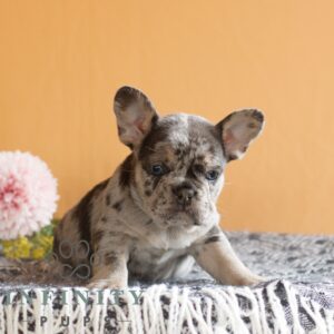 Breeds - Alt 23
