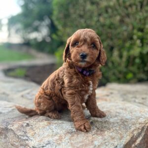 Breeds - Alt 1