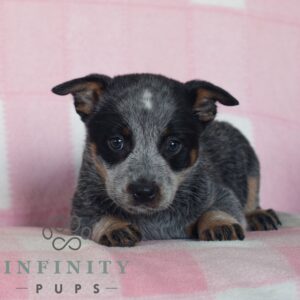 Breeds - Alt 19