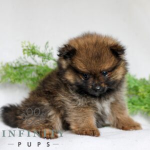 Breeds - Alt 1