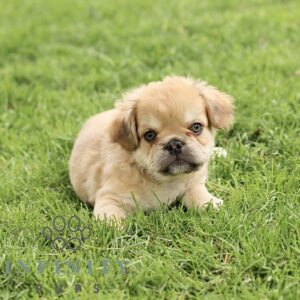 Breeds - Alt 28
