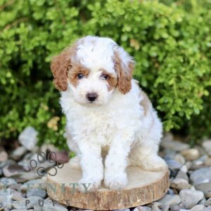 Breeds - Alt 3