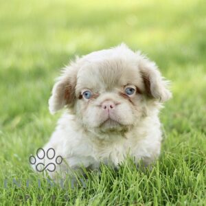Breeds - Alt 5