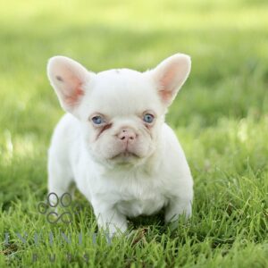 Breeds - Alt 27