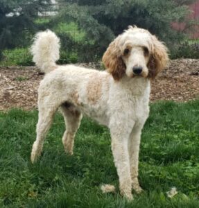 Messi – f1bb's father, a Standard Poodle
