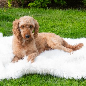 Enya – ACA's mother, a Poodle